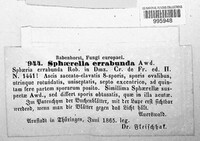 Apiognomonia errabunda image